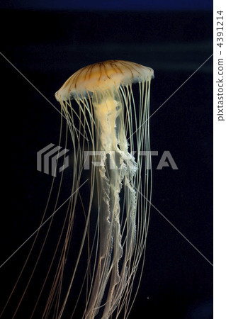 Red moss Red moss 4391214