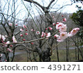 winter cherry blossoms, bloom, blossom 4391271