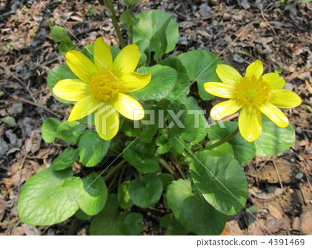 劉妃金幣 4391469