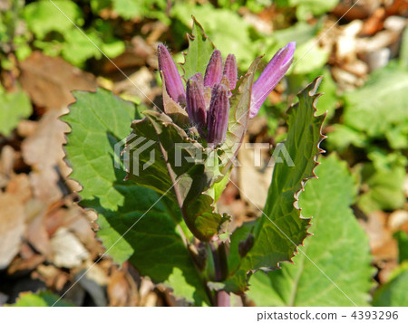 Murasakihanana（紫色綠色花） 4393296