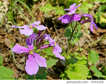 Murasakihanana（紫色綠色花） 4393298