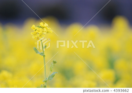 葉花單輪 4393662