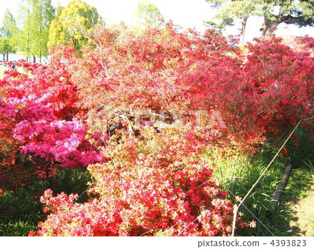Azalea's Oka park 4393823