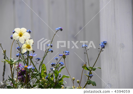 三月銀蓮花·毛茛屬家庭25 4394059