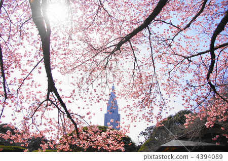 3月Kanzakura和玫瑰家庭23 4394089