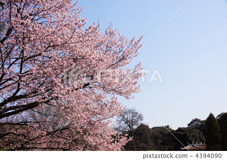 3月Kanzakura和薔薇科24 4394090