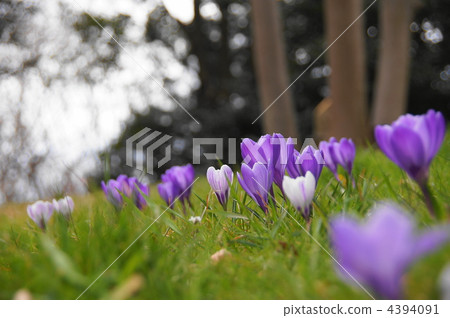 March Crocus和Iridaceae 115 4394091