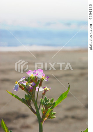 Hamadaikon flowers on the beach Hamadaikon flowers on the beach 4394186