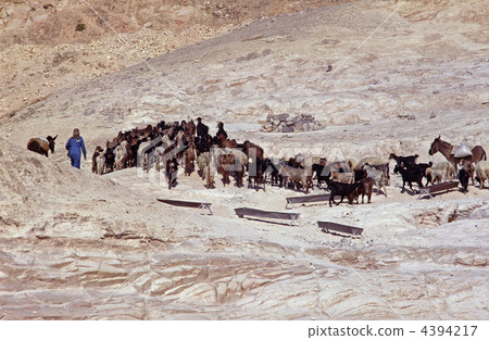 Arab's goat's tame 4394217