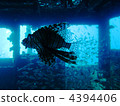 獅子魚 魔鬼蓑鲉 魚 4394406