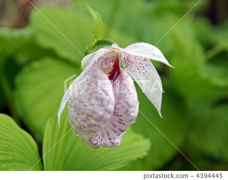 扇脈杓蘭 4394445