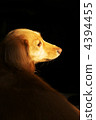 迷你臘腸犬 4394455