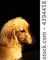 迷你臘腸犬 4394458