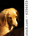 迷你臘腸犬 4394459