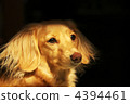 迷你臘腸犬 4394461