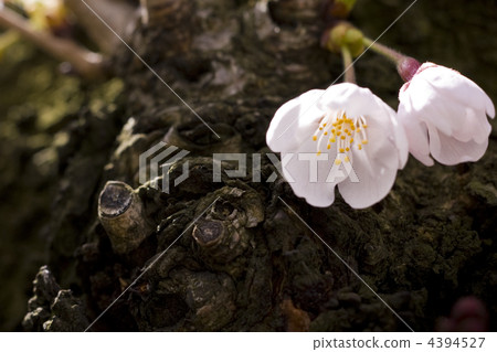 Quietly [spring] 4394527