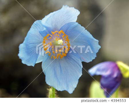 喜馬拉雅山的罌粟 4394553