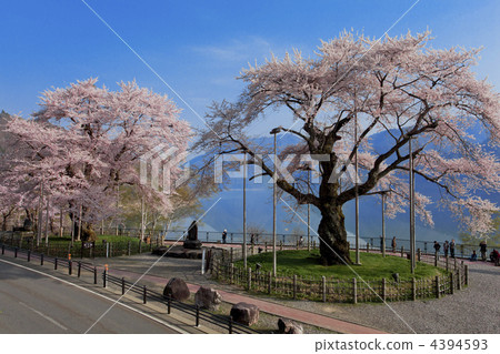 [岐阜縣]佐倉小川 4394593