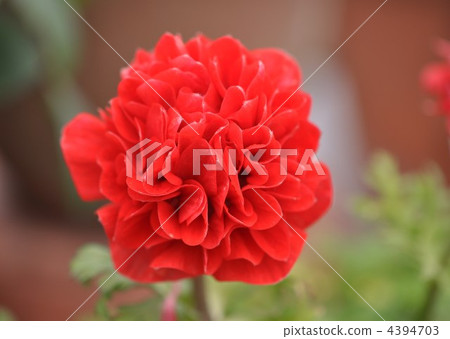 Anemone double-blossom Anemone double-blossom 4394703