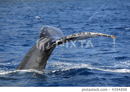 Humpback whale Humpback whale 4394898