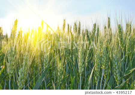 Wheat field on a sunny day 4395217