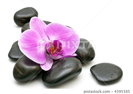 Pink orchid and zen Stones on a white background Pink orchid and zen Stones on a white background 4395385