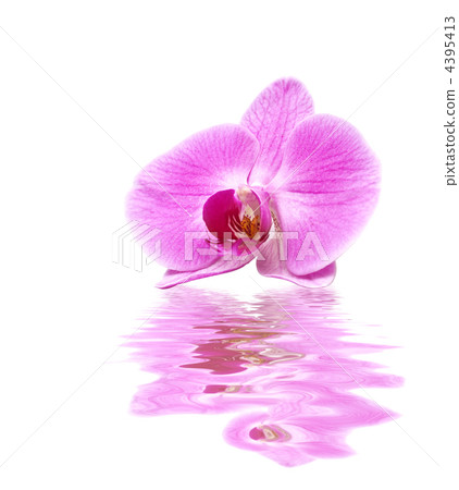 pink orchid in water pink orchid in water 4395413