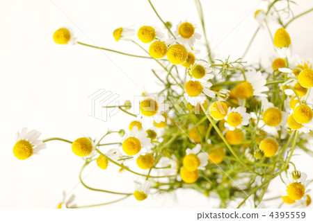 Chamomiles Chamomiles 4395559