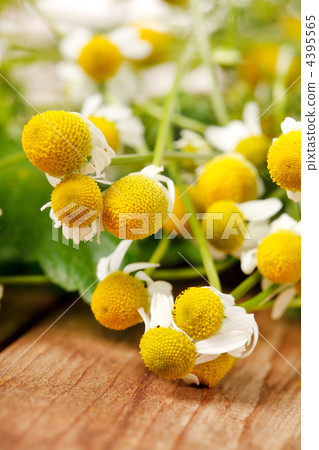 Chamomiles and mint Chamomiles and mint 4395565