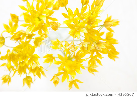 yellow flowers in the vase yellow flowers in the vase 4395567