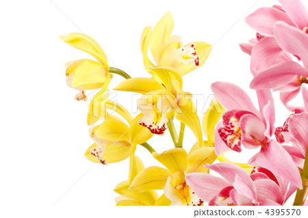 Orchid isolated on white background Orchid isolated on white background 4395570