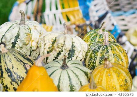 Colorful pumpkins collection Colorful pumpkins collection 4395575