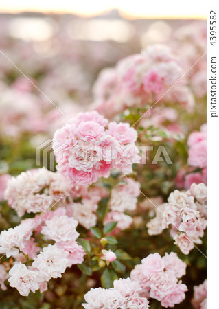Beautiful pink rose in a garden 4395582