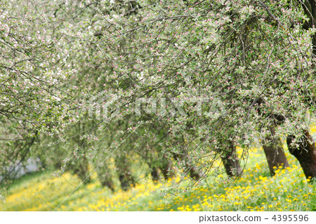 spring garden spring garden 4395596