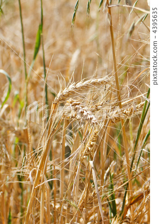 Fields of wheat Fields of wheat 4395635