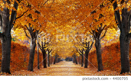 Autumn alley Autumn alley 4400705