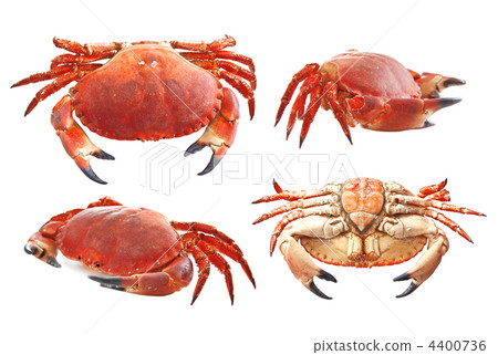Red crab on white background Red crab on white background 4400736