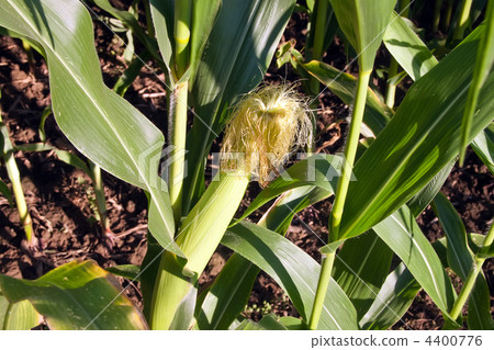 Corn on the cob in the corn field. Corn on the cob in the corn field. 4400776