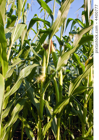 Corn on the cob in the corn field. Corn on the cob in the corn field. 4400777
