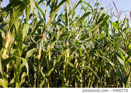 Corn on the cob in the corn field. 4400778