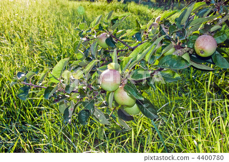 Heavy branches of apple trees with maturing fruits. Heavy branches of apple trees with maturing fruits. 4400780
