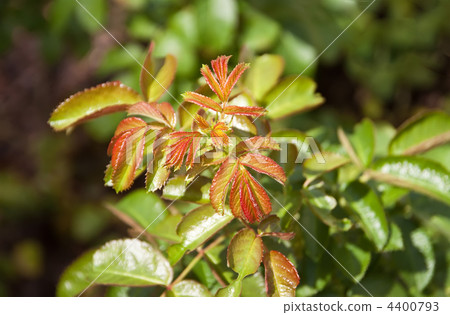 Rosebush. Rosebush. 4400793