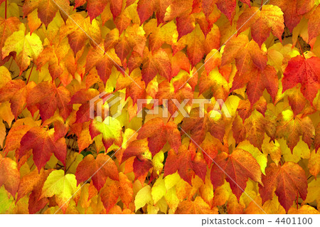 Background from autumn leaves. Background from autumn leaves. 4401100