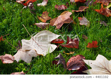 Background from autumn leaves. Background from autumn leaves. 4401102