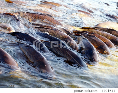 Carp of a pond 4401644