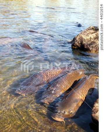 Carp of a pond 4401654