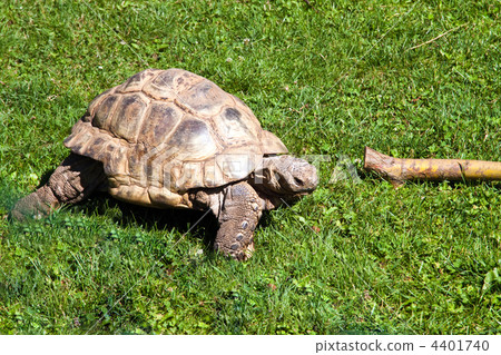 Turtle on the green grass. 4401740