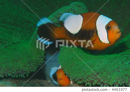 Touaka Anemonefish Touaka Anemonefish 4401977