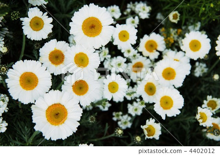 白花 白花 4402012