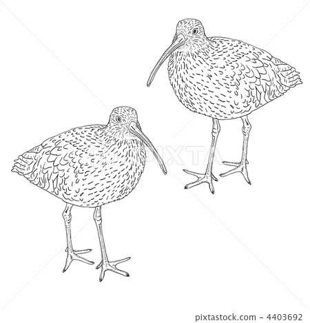 Eurasian Curlew, bird. Vector illustration. 4403692